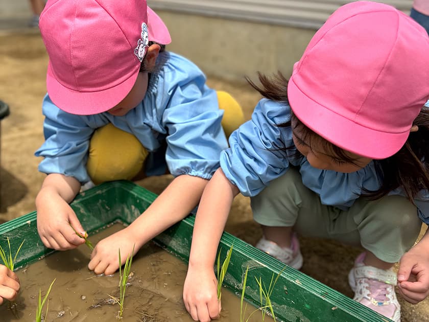 写真:義務教育へ向けて:田植えをしている園児